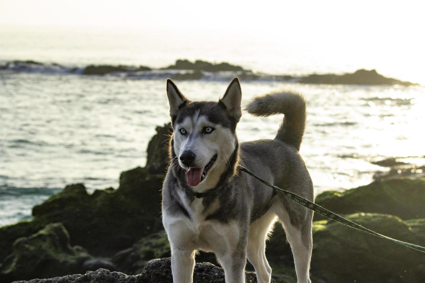 Dog at the Beach - Newport CA 2018 photo