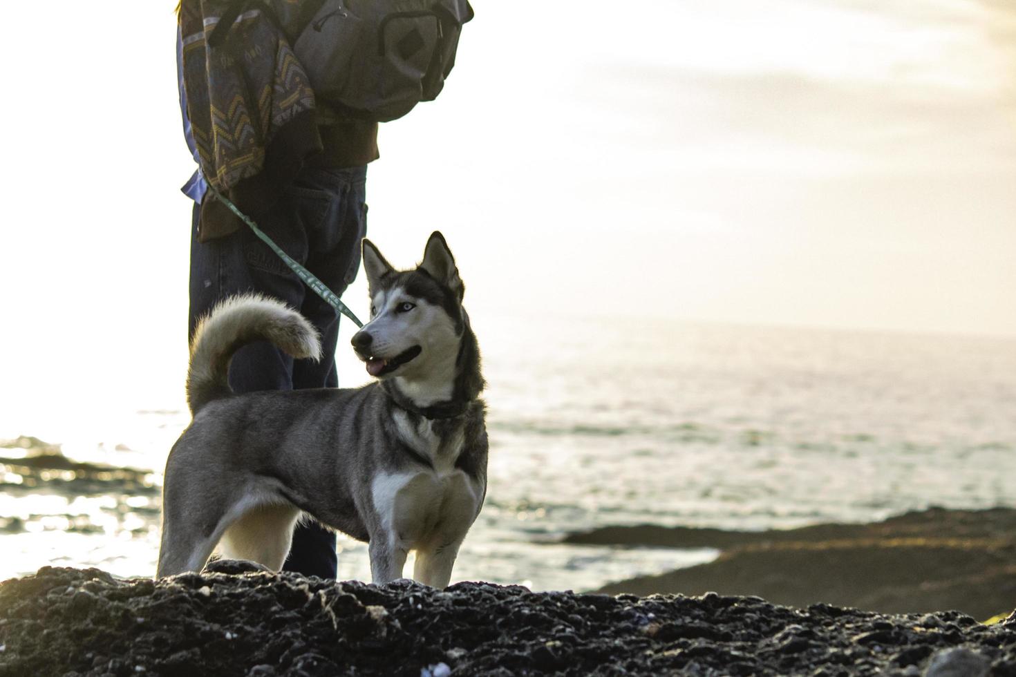 perro en la playa - newport ca 2018 foto