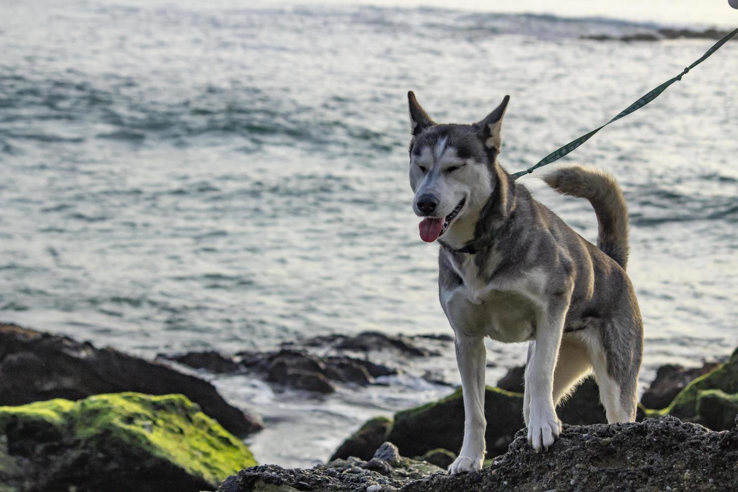 perro en la playa - newport ca 2018 foto