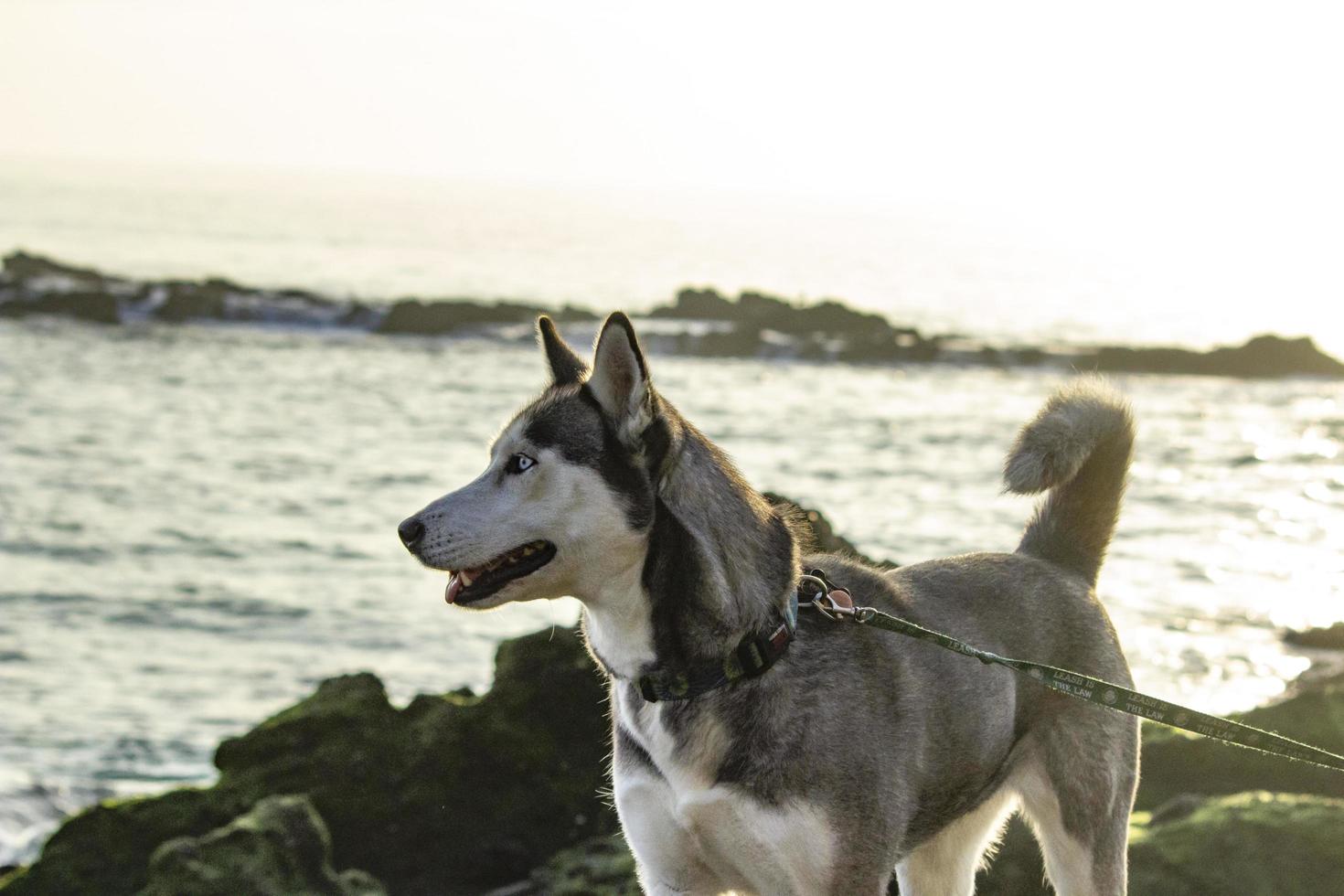 Dog at the Beach - Newport CA 2018 photo