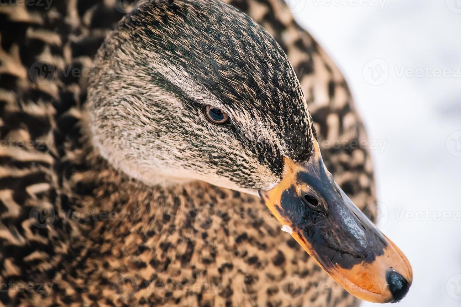 Head of wild brown duck on white background. Mallard duck close-up photo