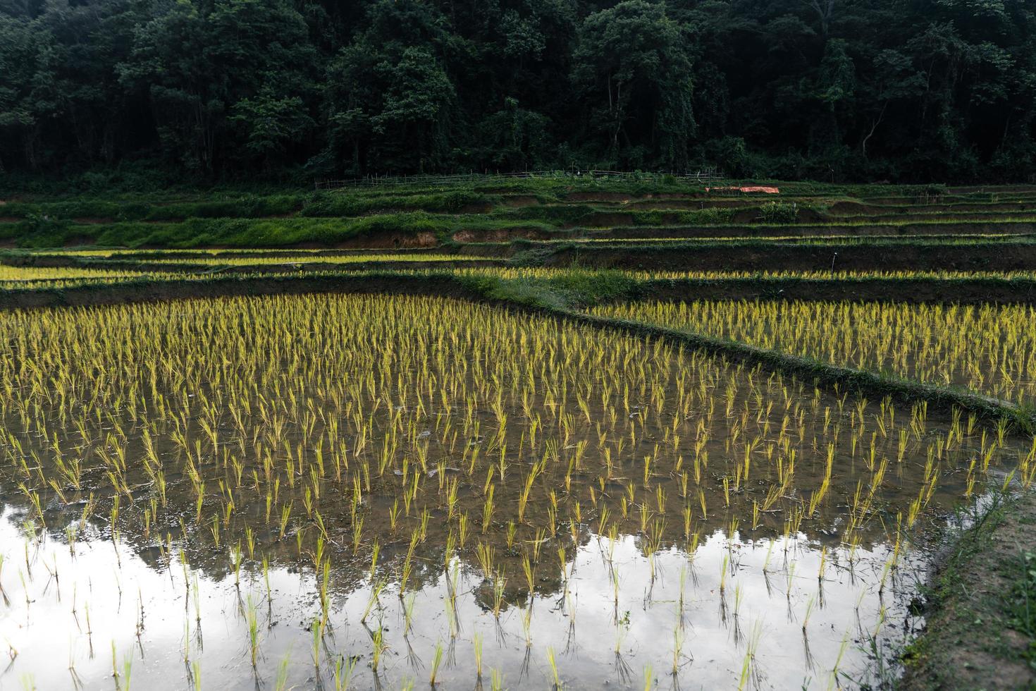 young rice plant in the field photo