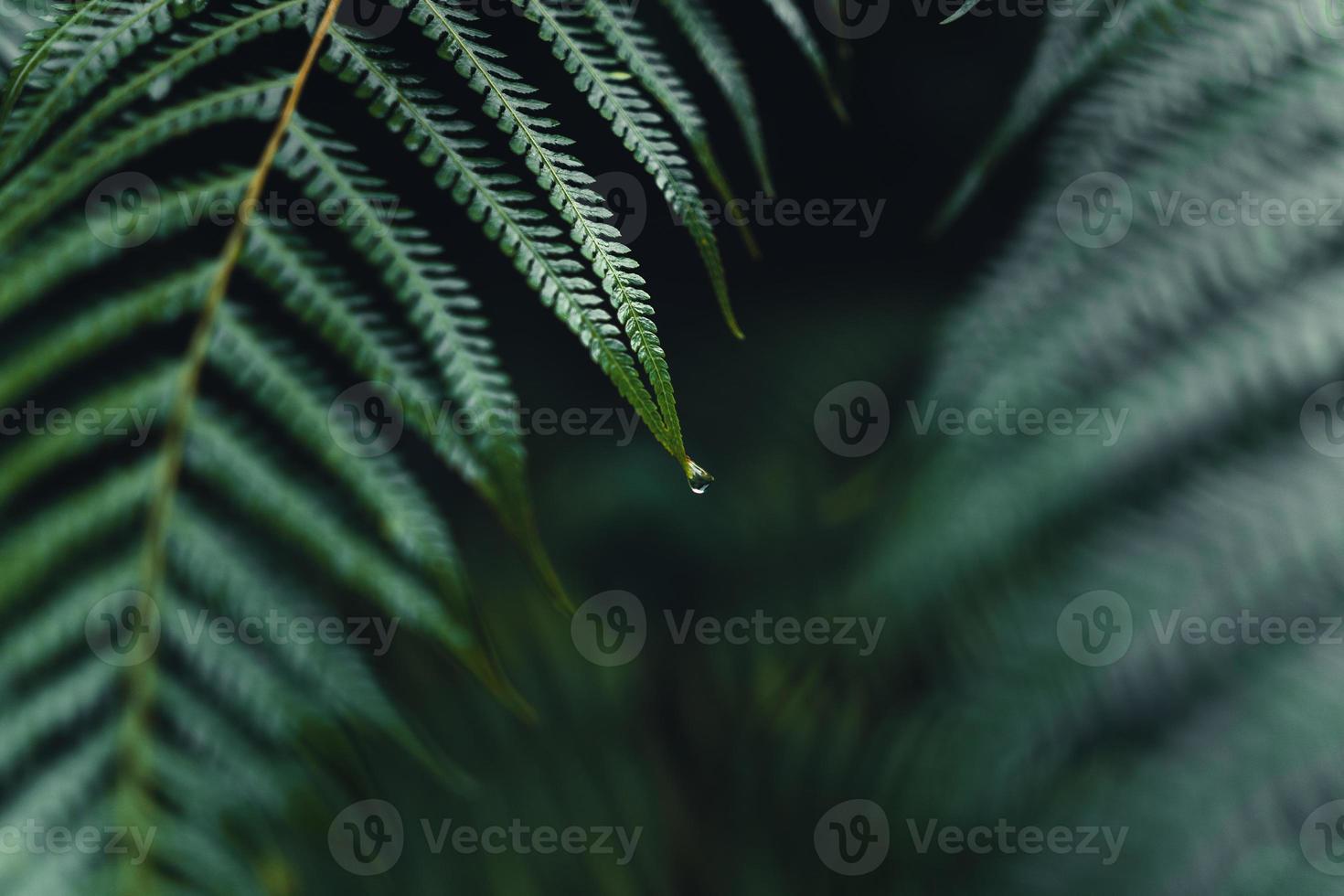 hojas de helecho oscuro en la temporada de lluvias tropicales foto