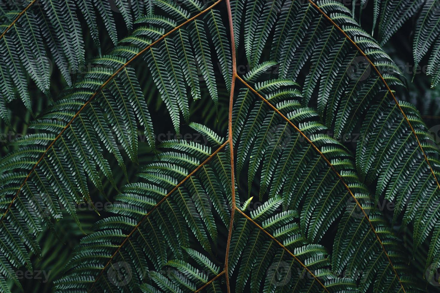 hojas de helecho oscuro en la temporada de lluvias tropicales foto