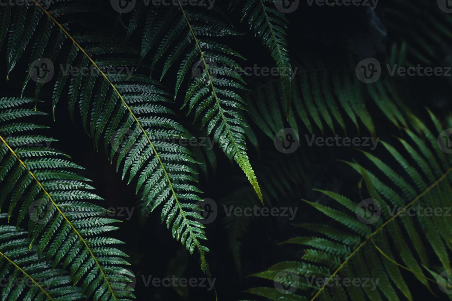 hojas de helecho oscuro en la temporada de lluvias tropicales foto