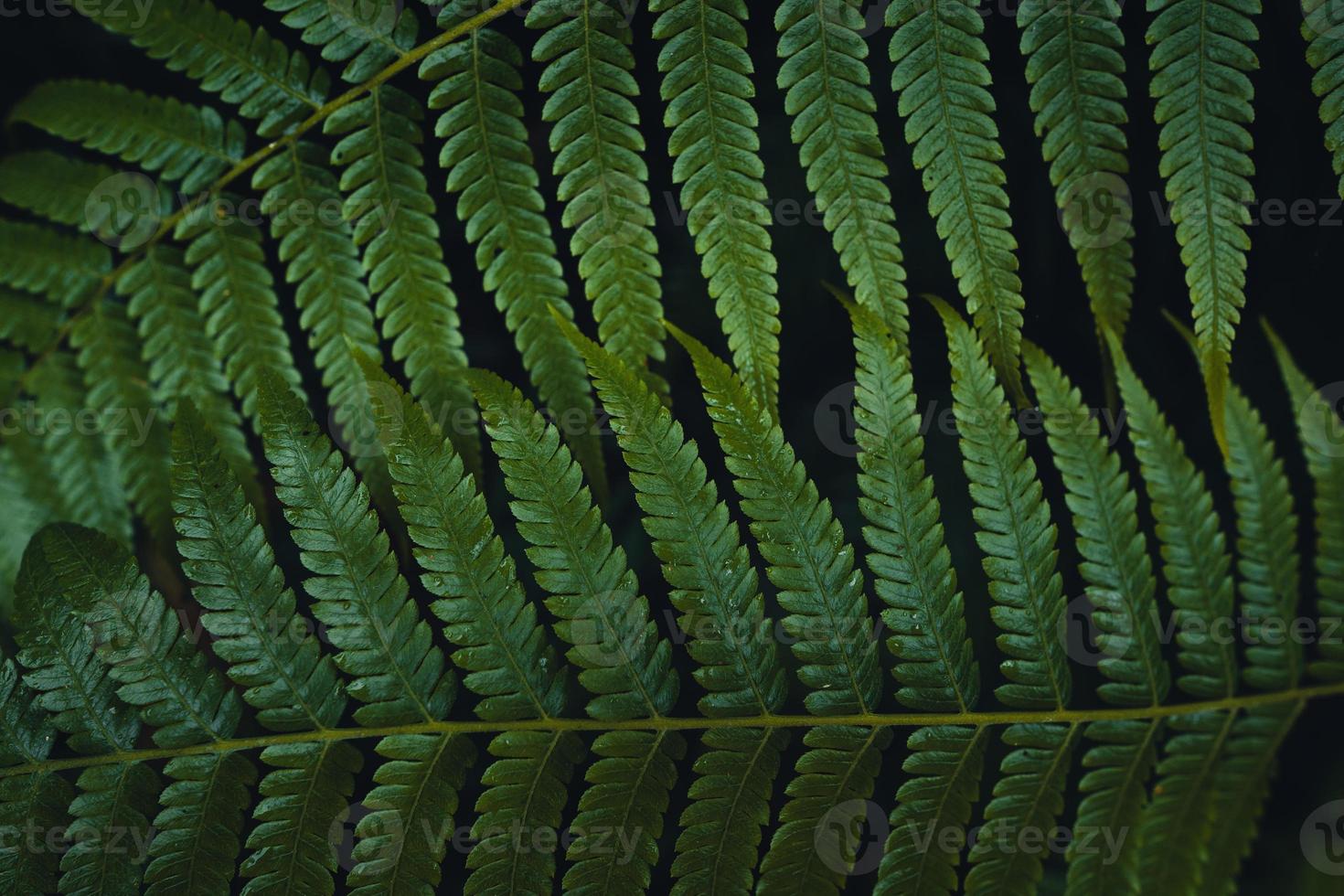 hojas de helecho oscuro en la temporada de lluvias tropicales foto