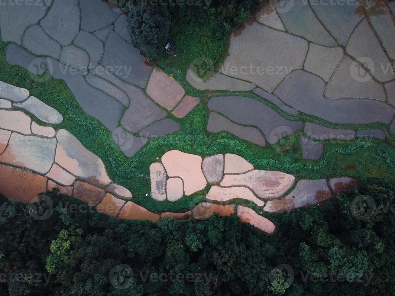 The rice fields in the forest are cultivating. photo