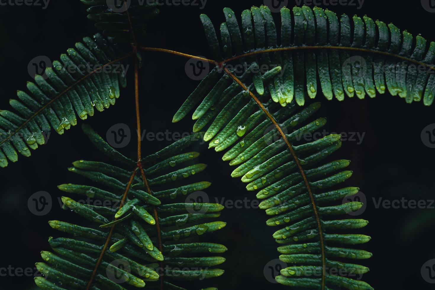 Dark fern leaves in the tropical rainy season photo