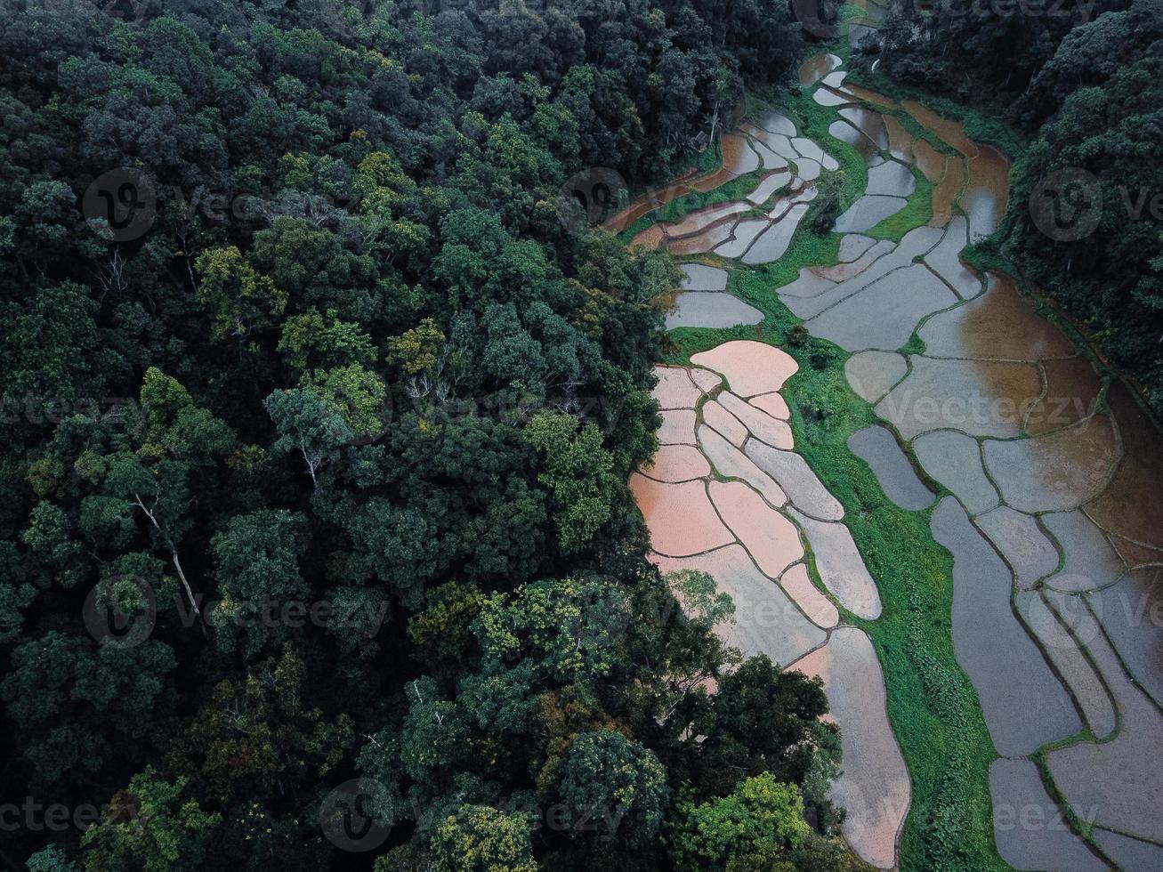 The rice fields in the forest are cultivating. photo