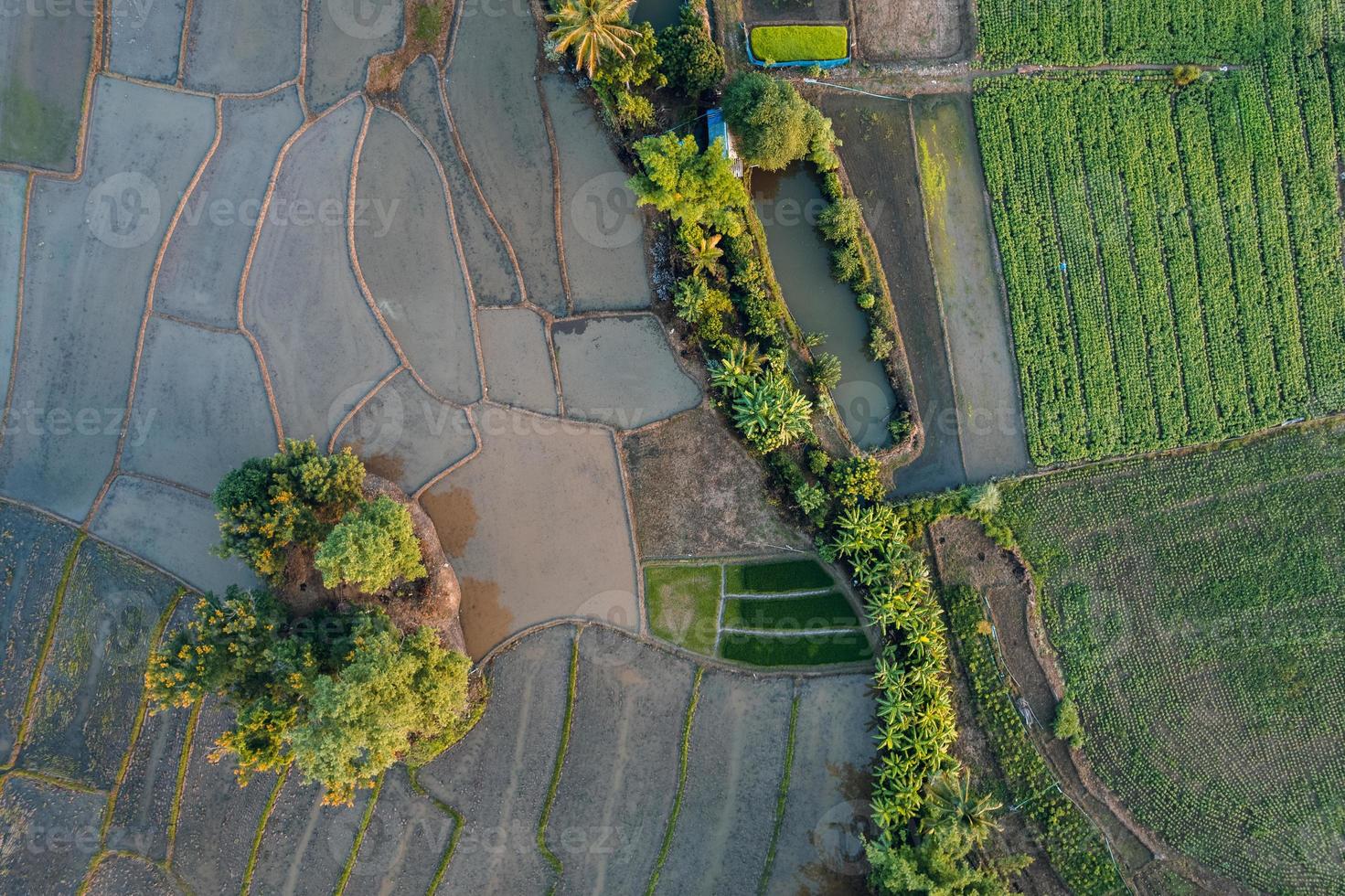 young rice plant in the field form above photo