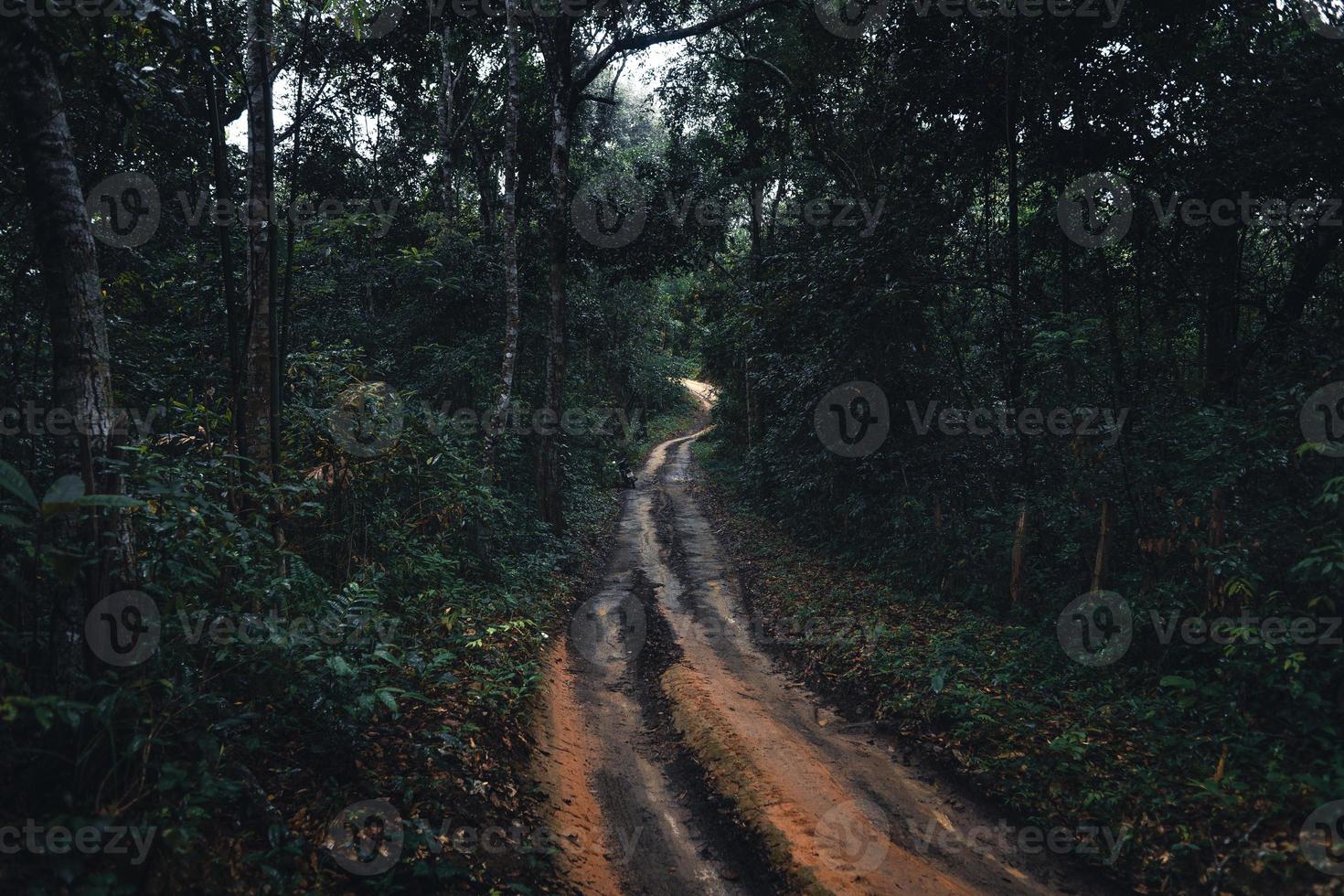 Dirt road into the forest in the tropical rainy season photo