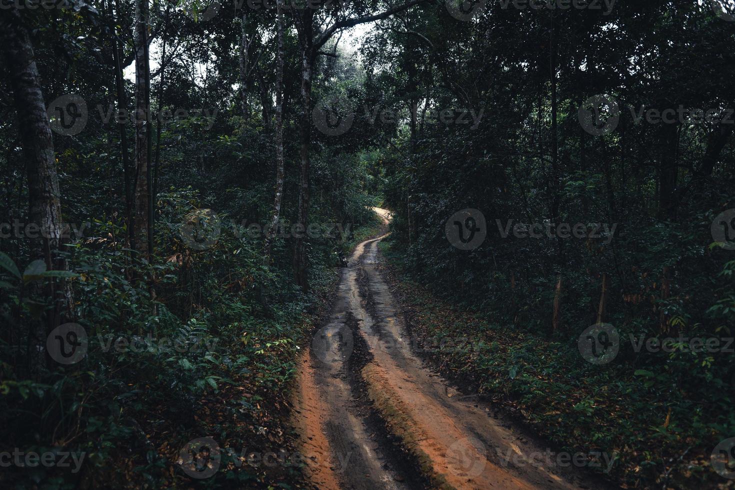 camino de tierra hacia el bosque en la temporada de lluvias tropicales foto