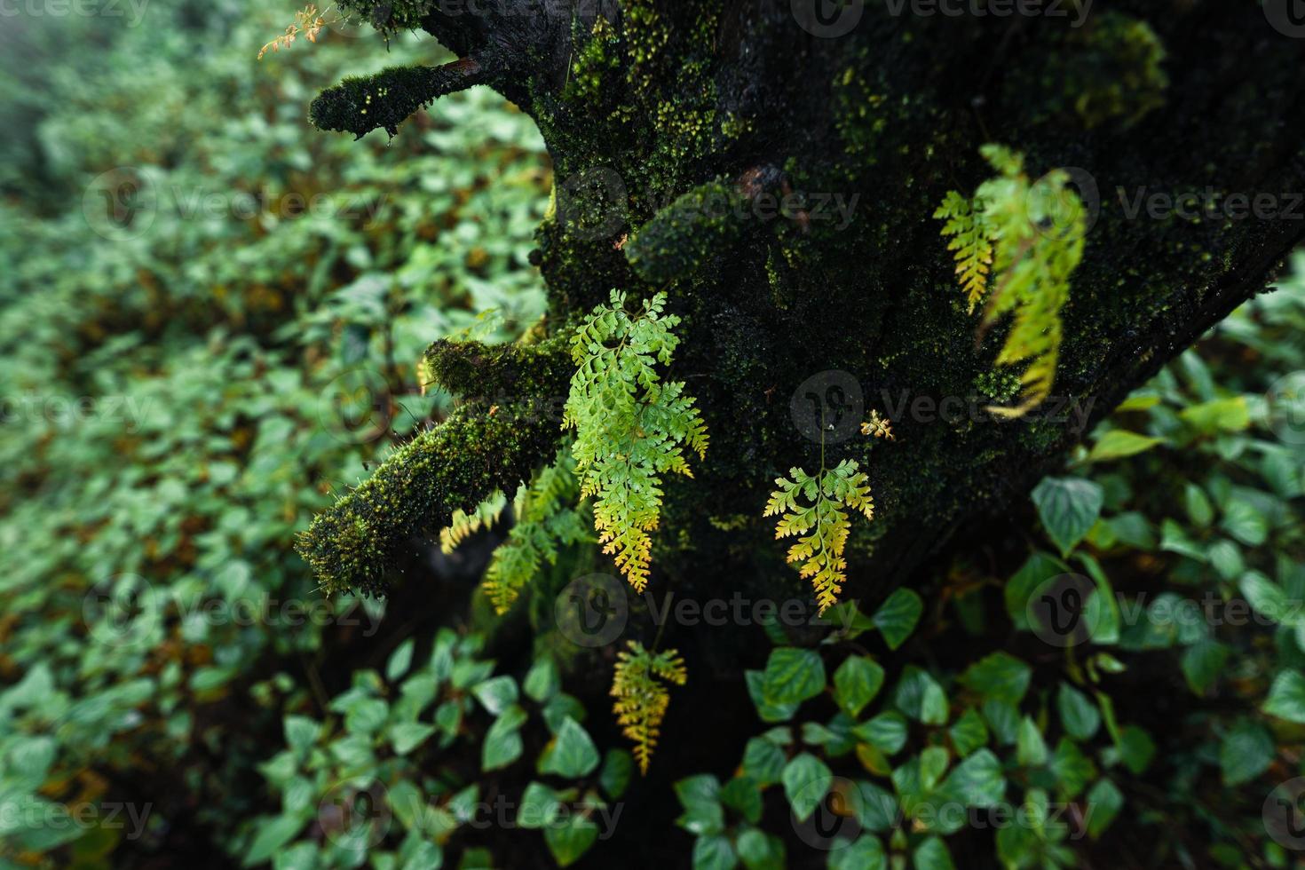 árboles y helechos en el bosque lluvioso foto