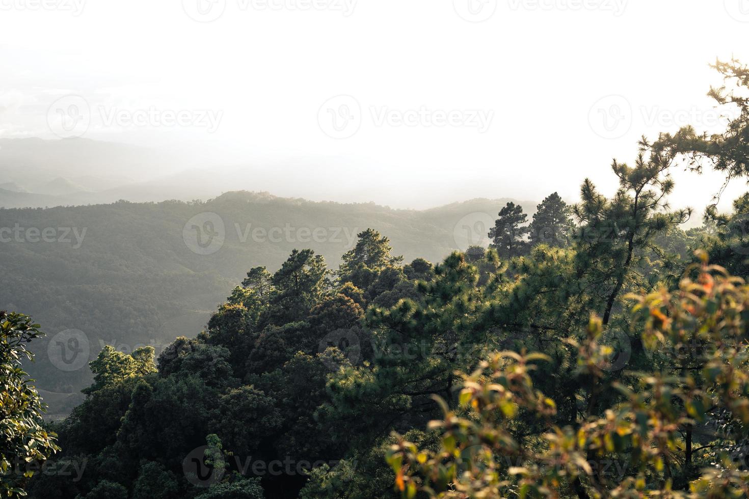 Trees and ferns in the rainy day forest photo