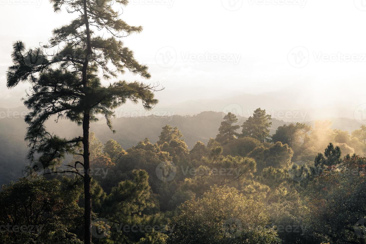 Trees and ferns in the rainy day forest photo