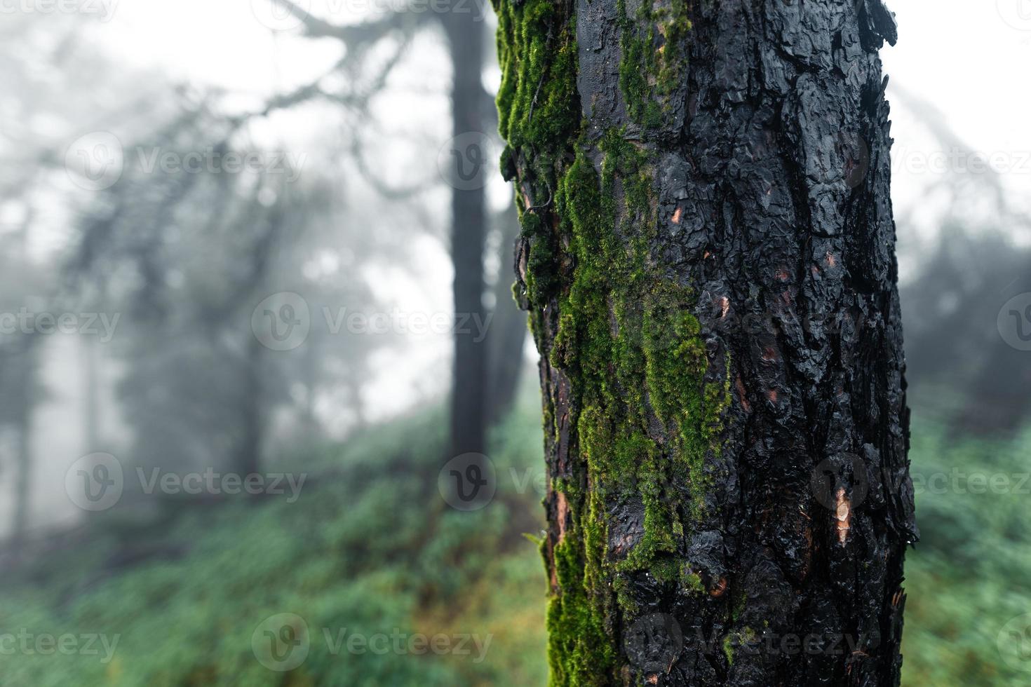 Trees and ferns in the rainy day forest photo