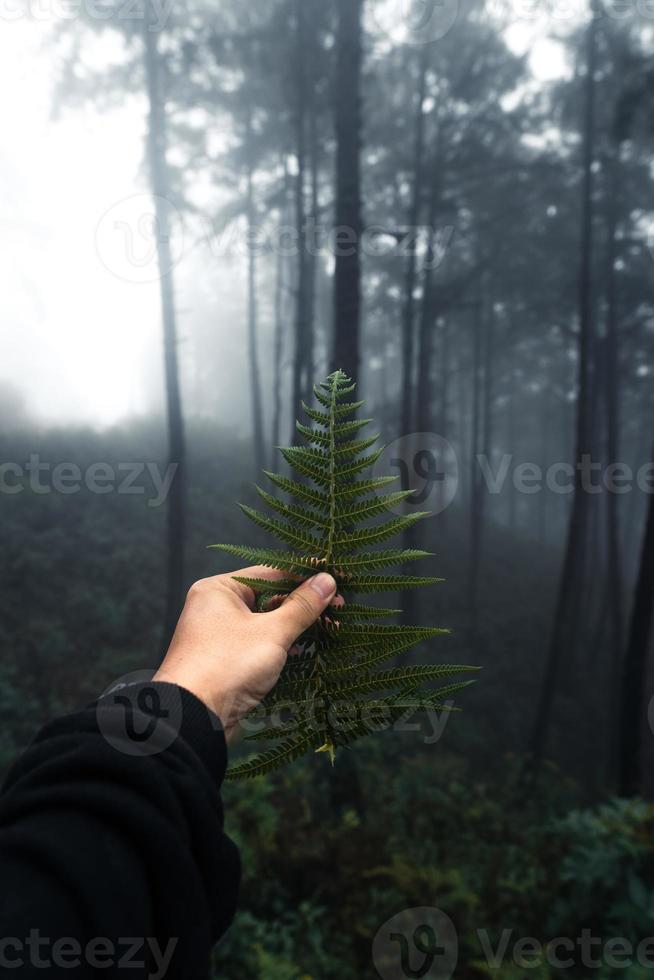 bosque en el brumoso día lluvioso, helechos y árboles foto