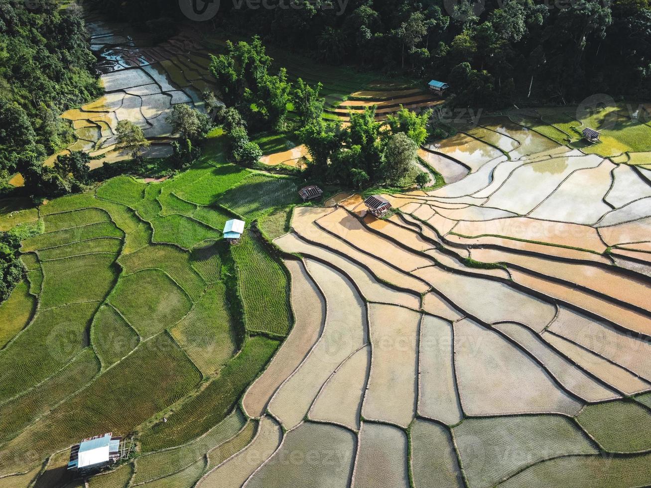 campos de arroz al inicio del cultivo foto