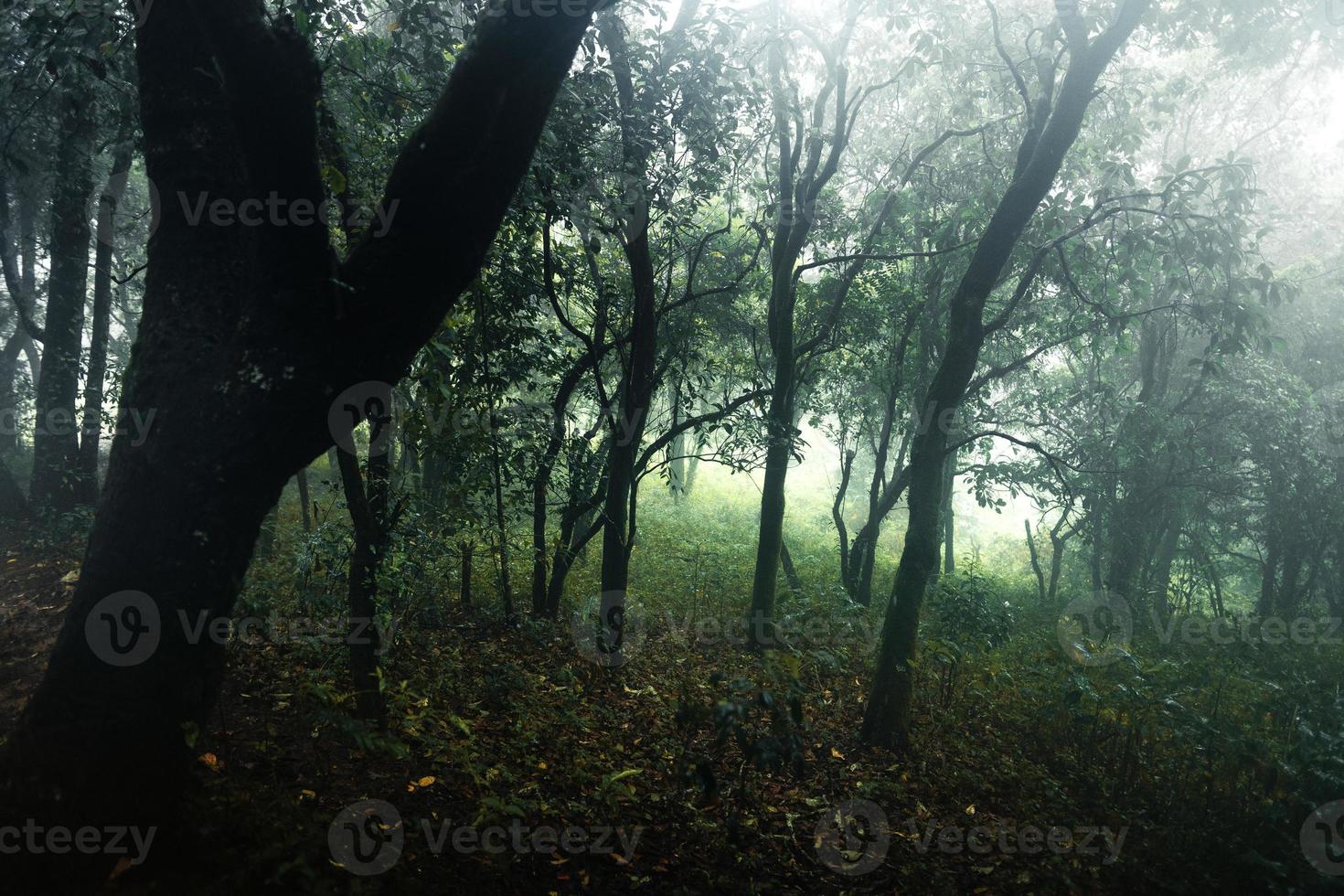 Forest in the misty rainy day,ferns and trees photo