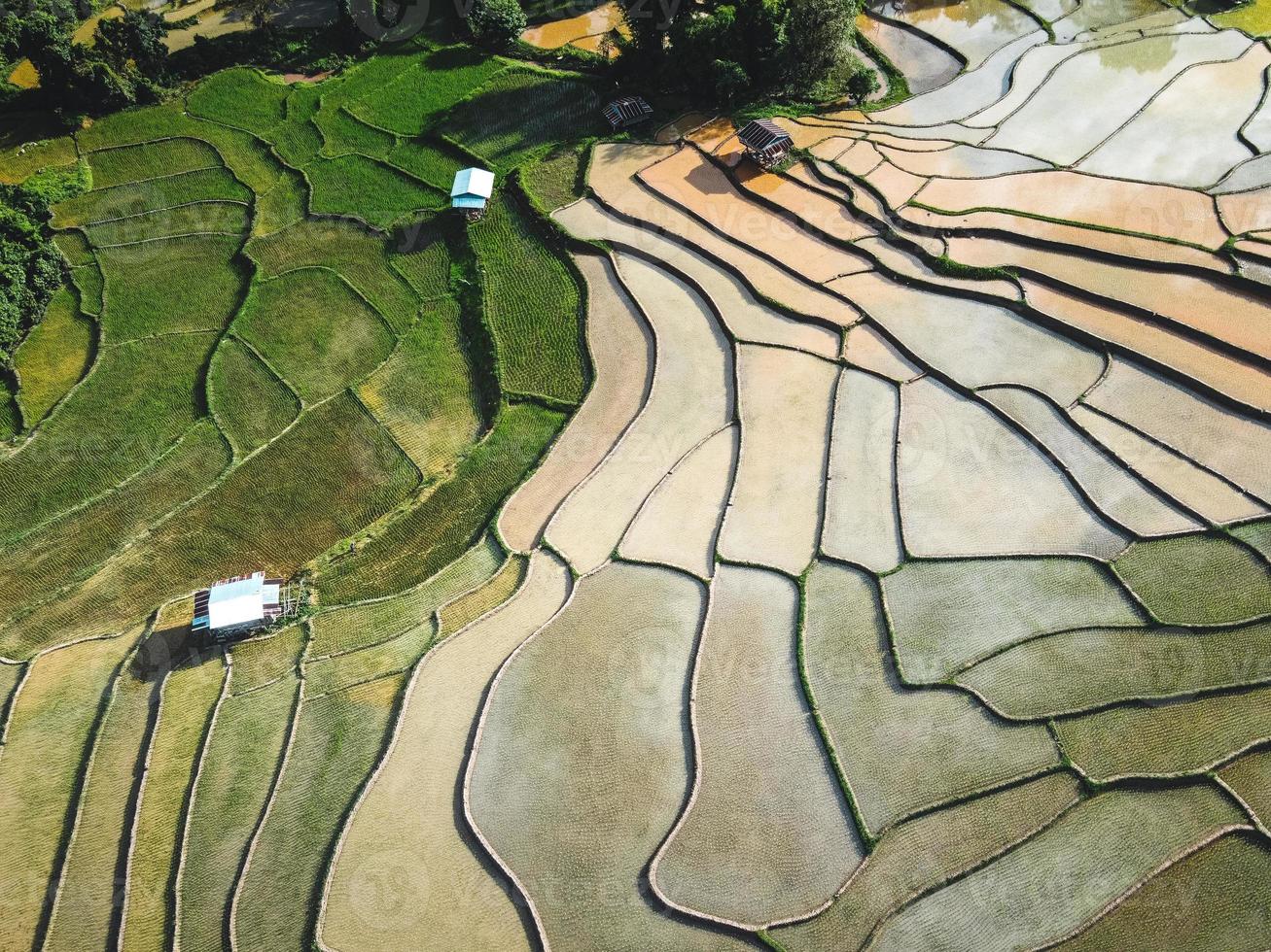 campos de arroz al inicio del cultivo foto