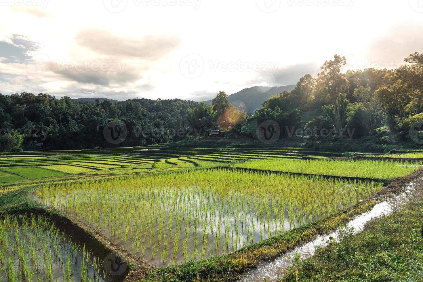 campos de arroz al inicio del cultivo foto