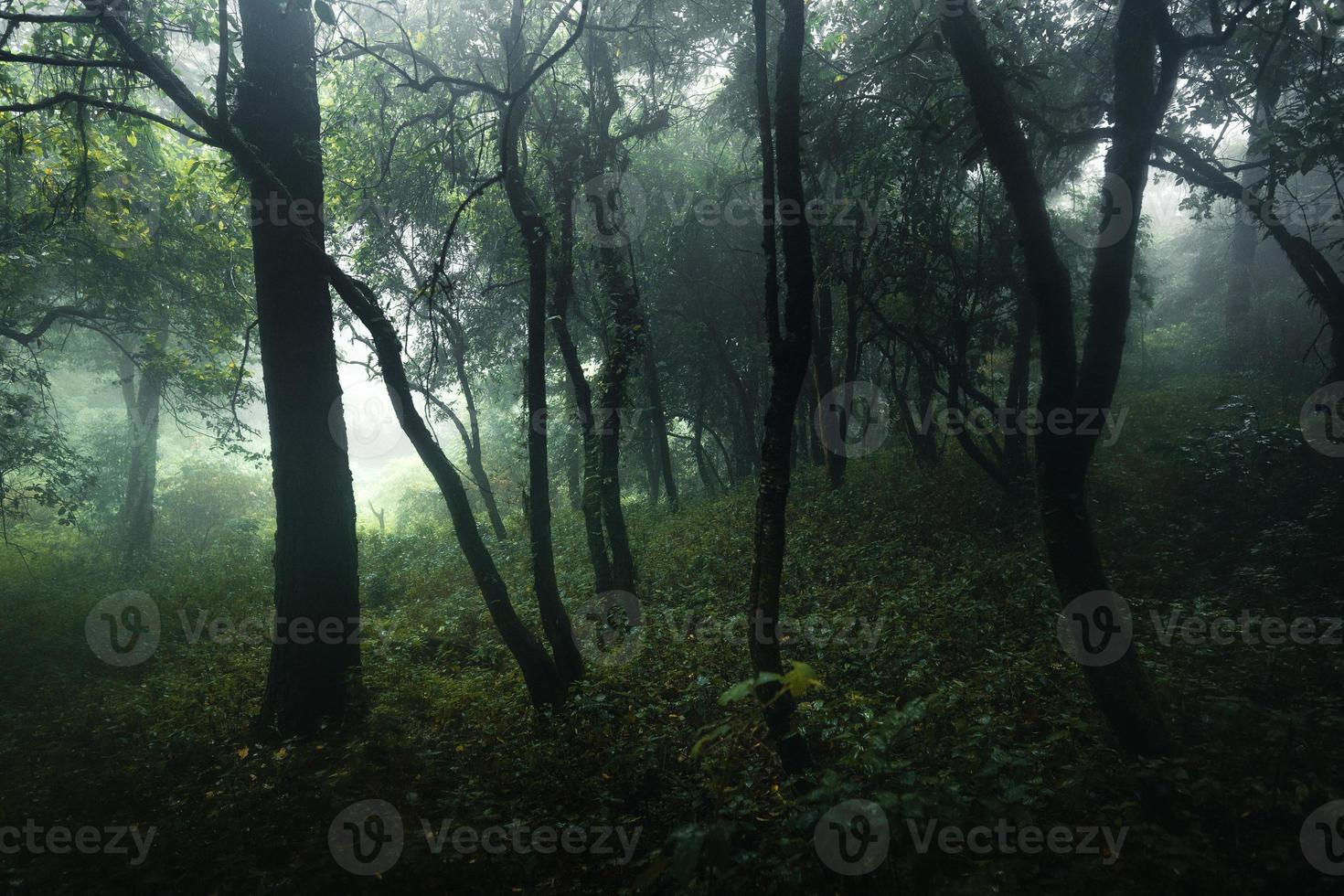 Forest in the misty rainy day,ferns and trees photo