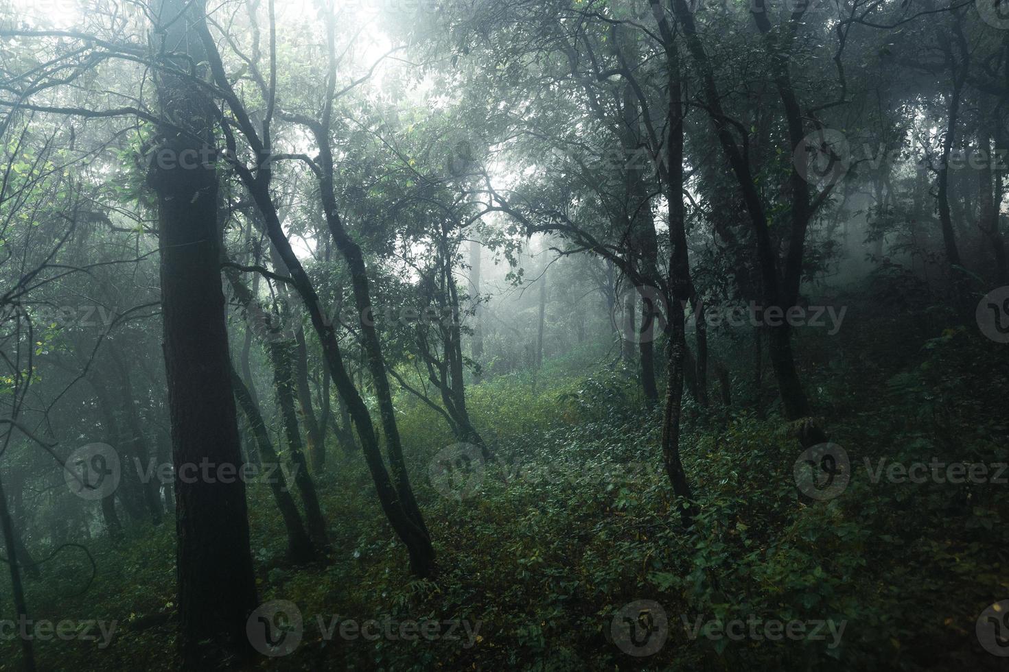 bosque en el brumoso día lluvioso, helechos y árboles foto