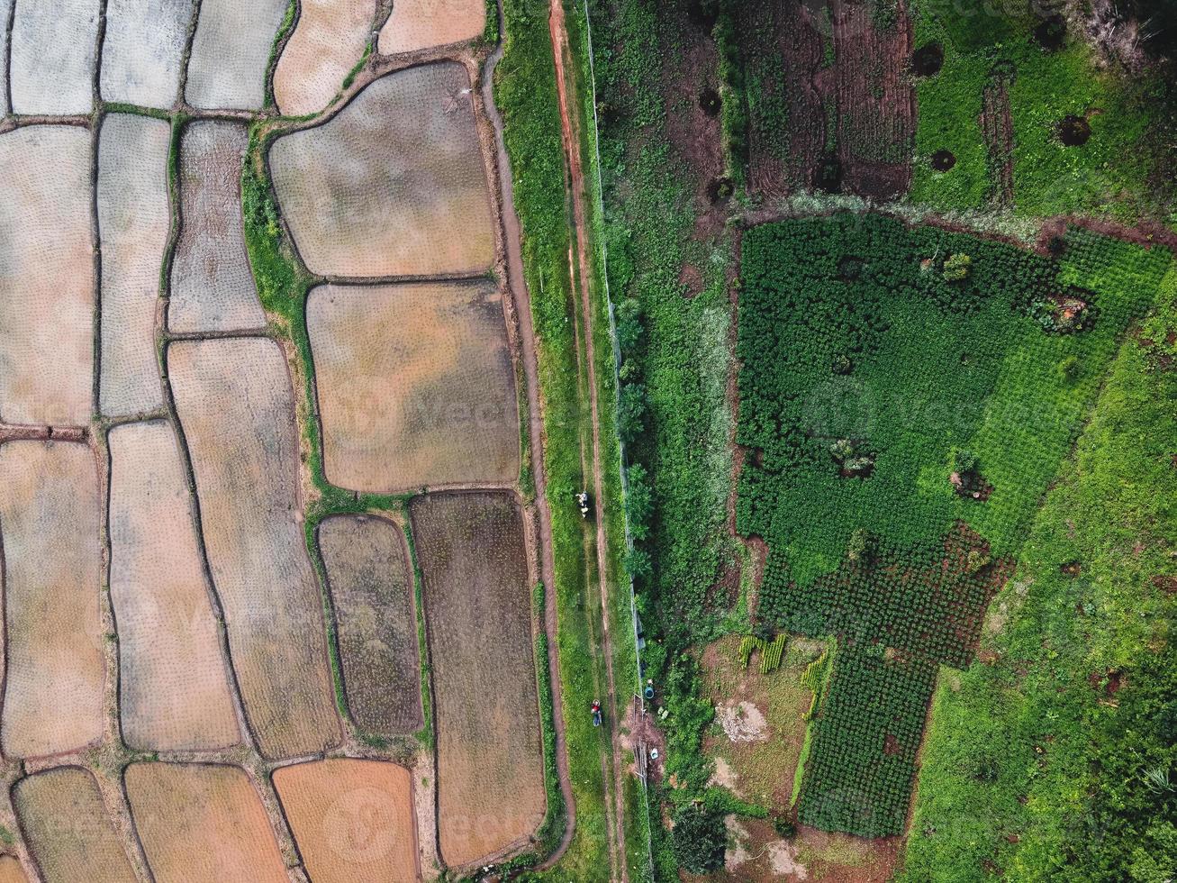 campos de arroz al inicio del cultivo foto