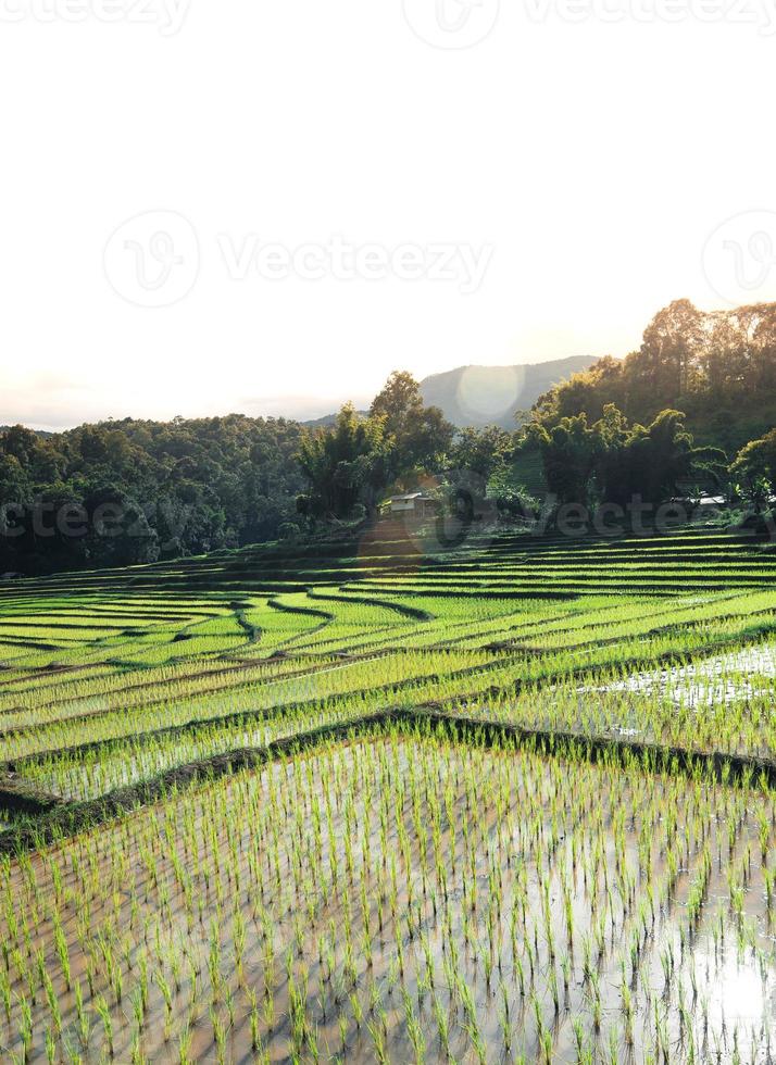 Rice fields at the beginning of cultivation photo