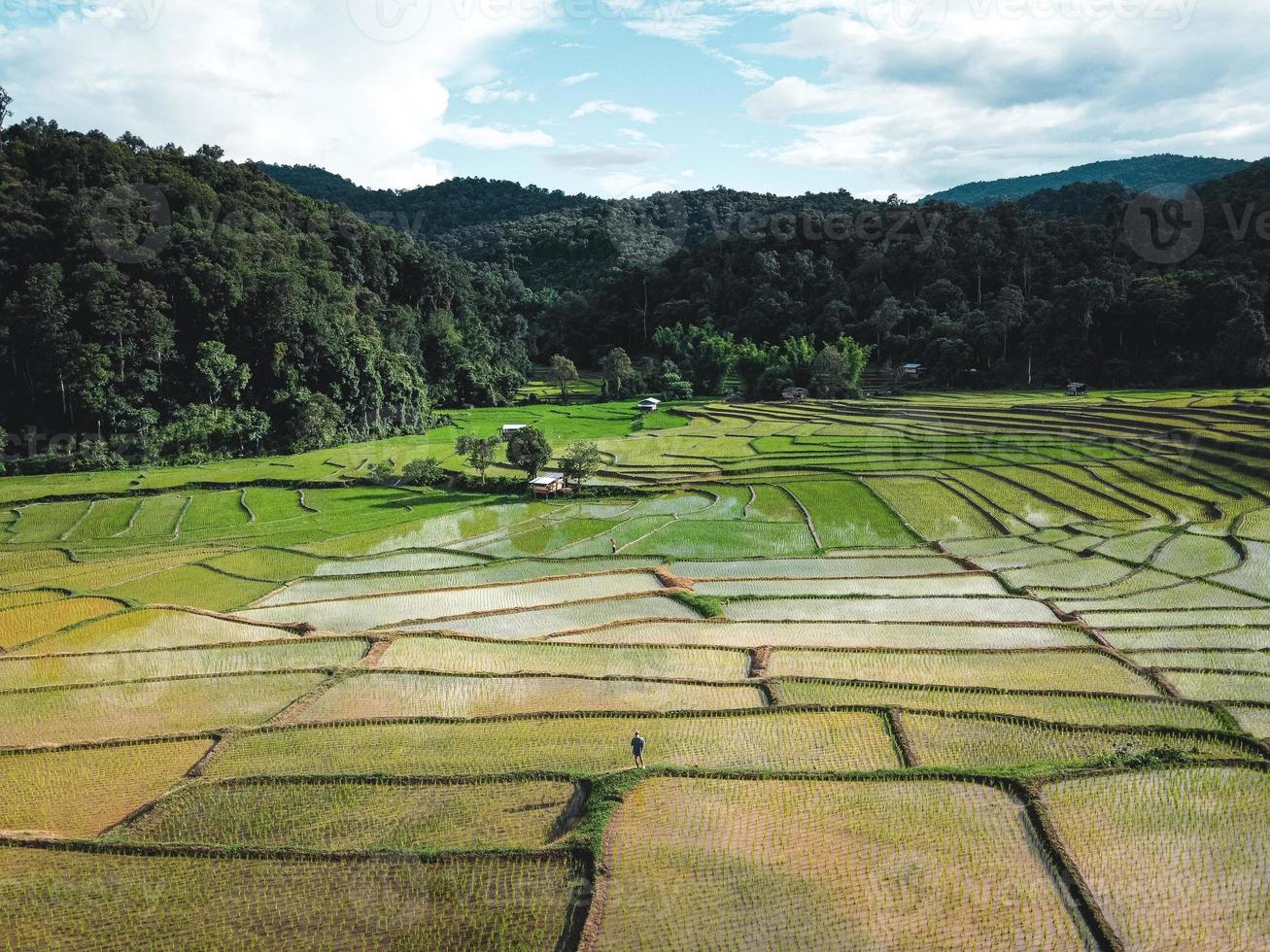 campos de arroz al inicio del cultivo foto