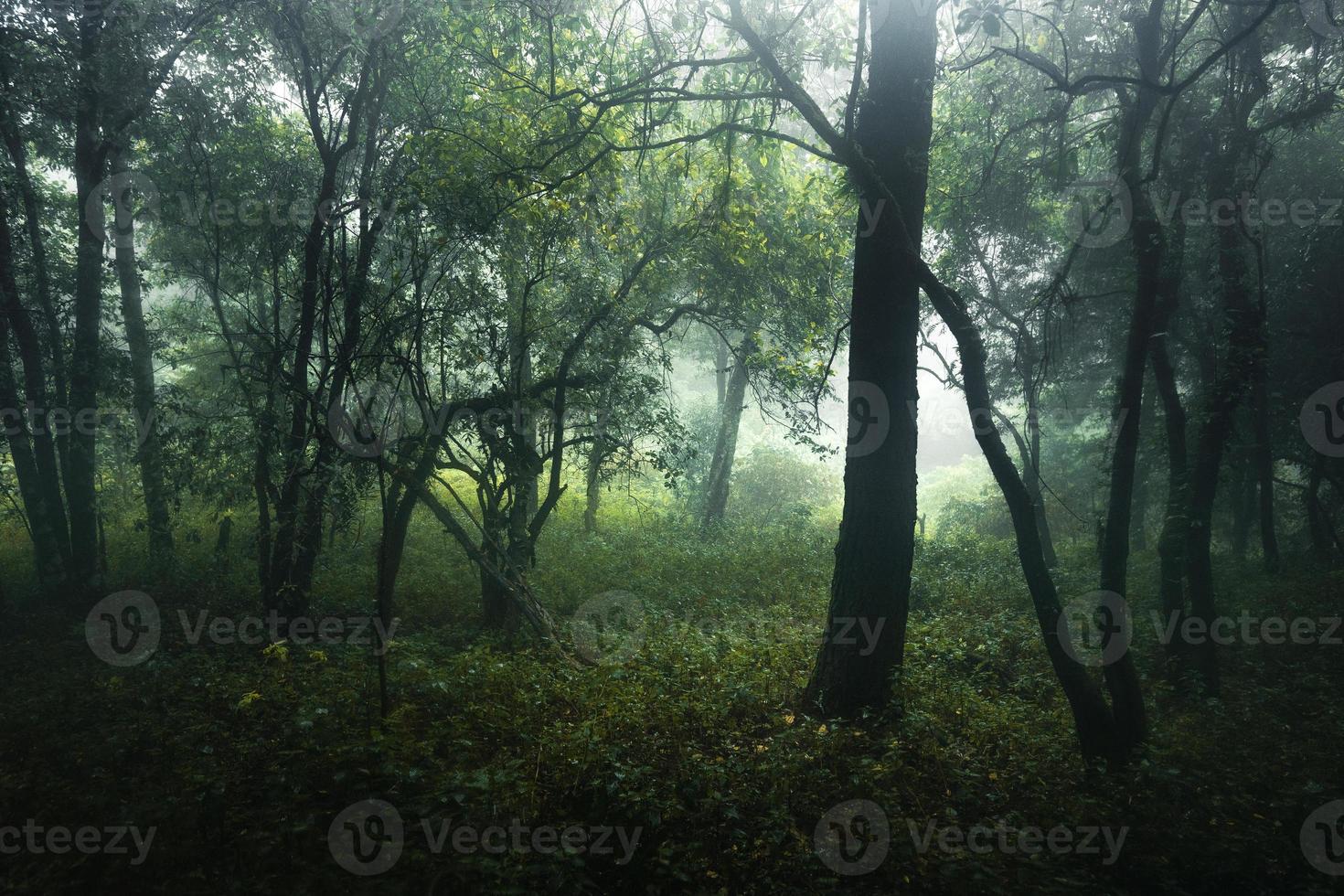 Forest in the misty rainy day,ferns and trees photo