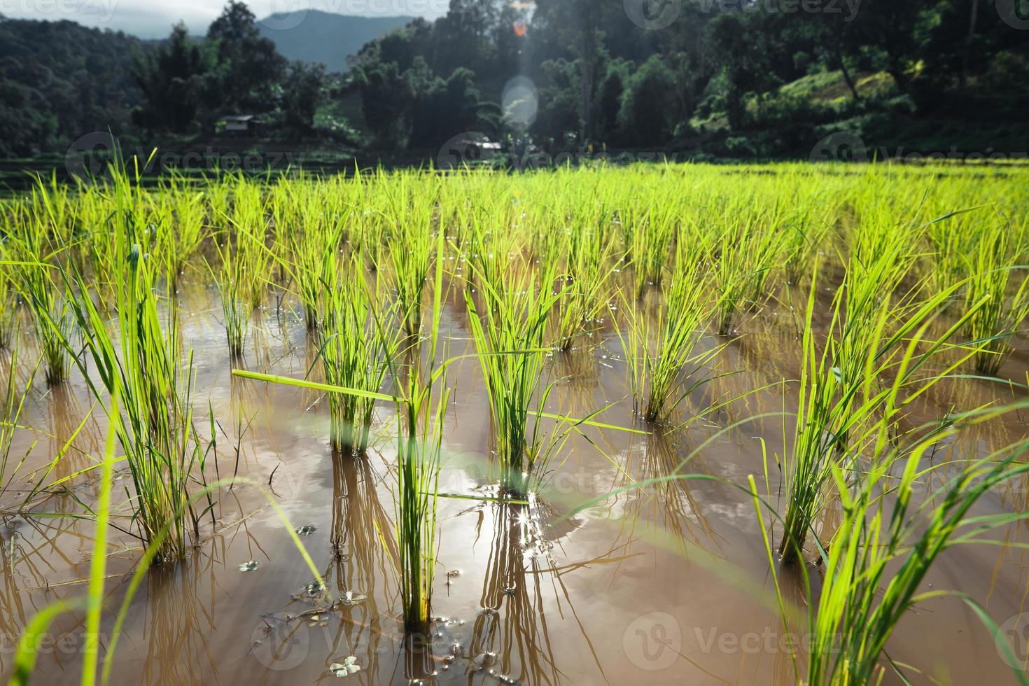 campos de arroz al inicio del cultivo foto