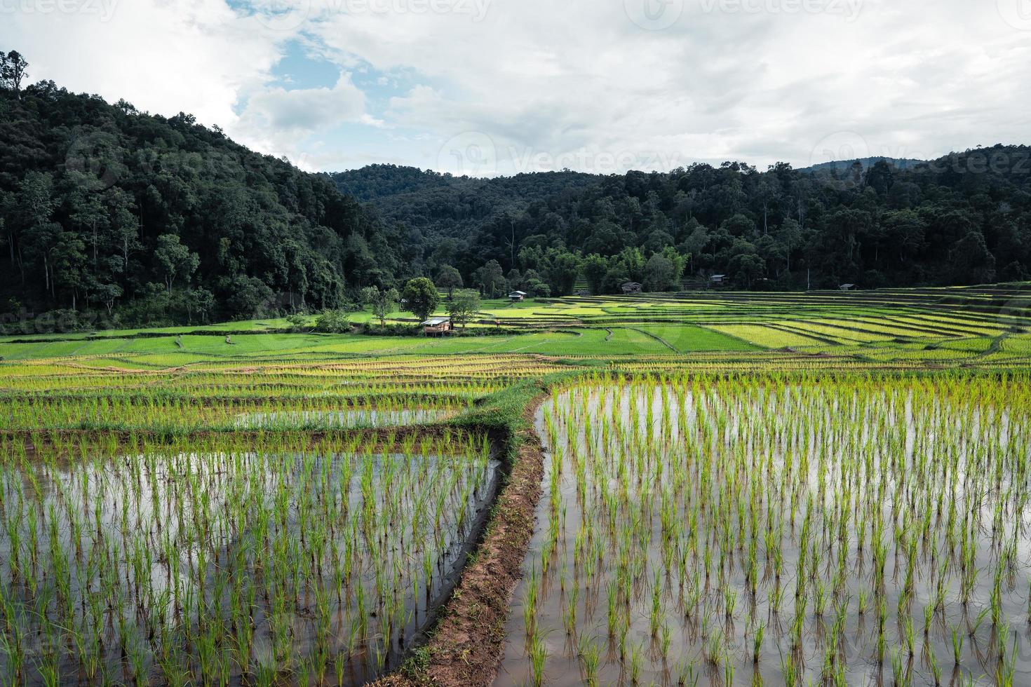 campos de arroz al inicio del cultivo foto