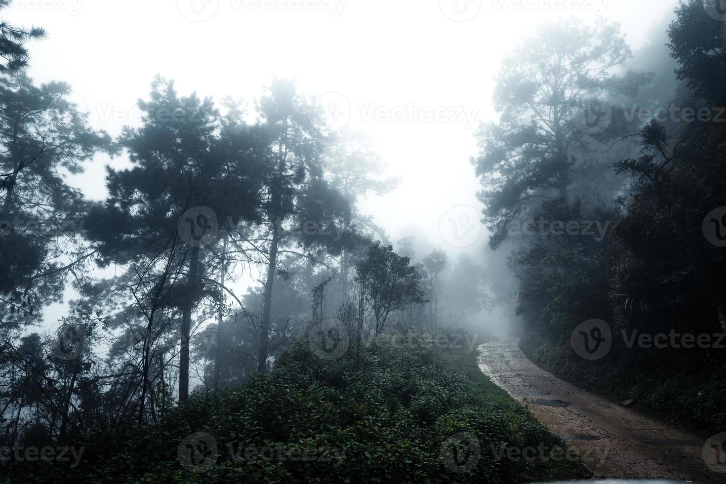 camino en un bosque tropical, el camino hacia el bosque húmedo tropical foto