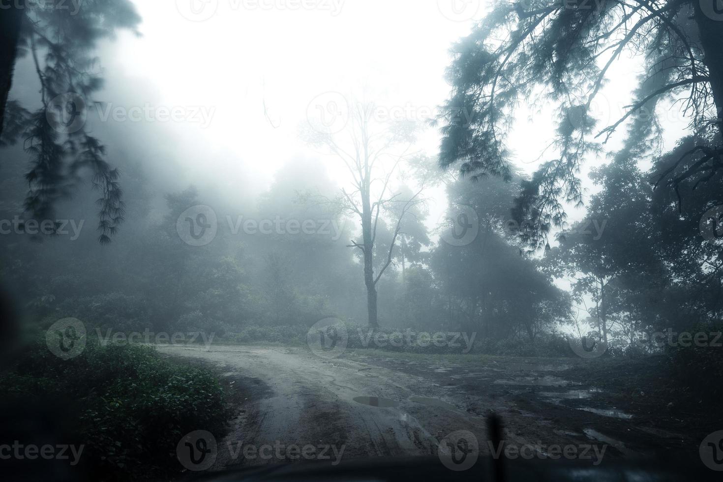 Road in a tropical forest,The road into the tropical humid forest photo