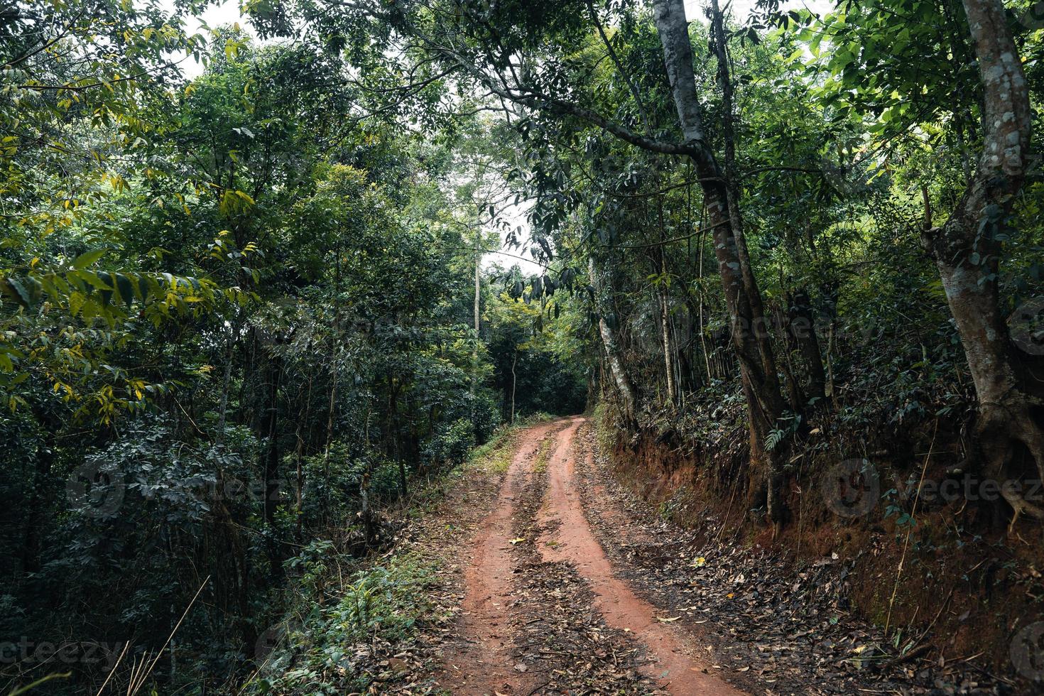 Road in a tropical forest,The road into the tropical humid forest photo