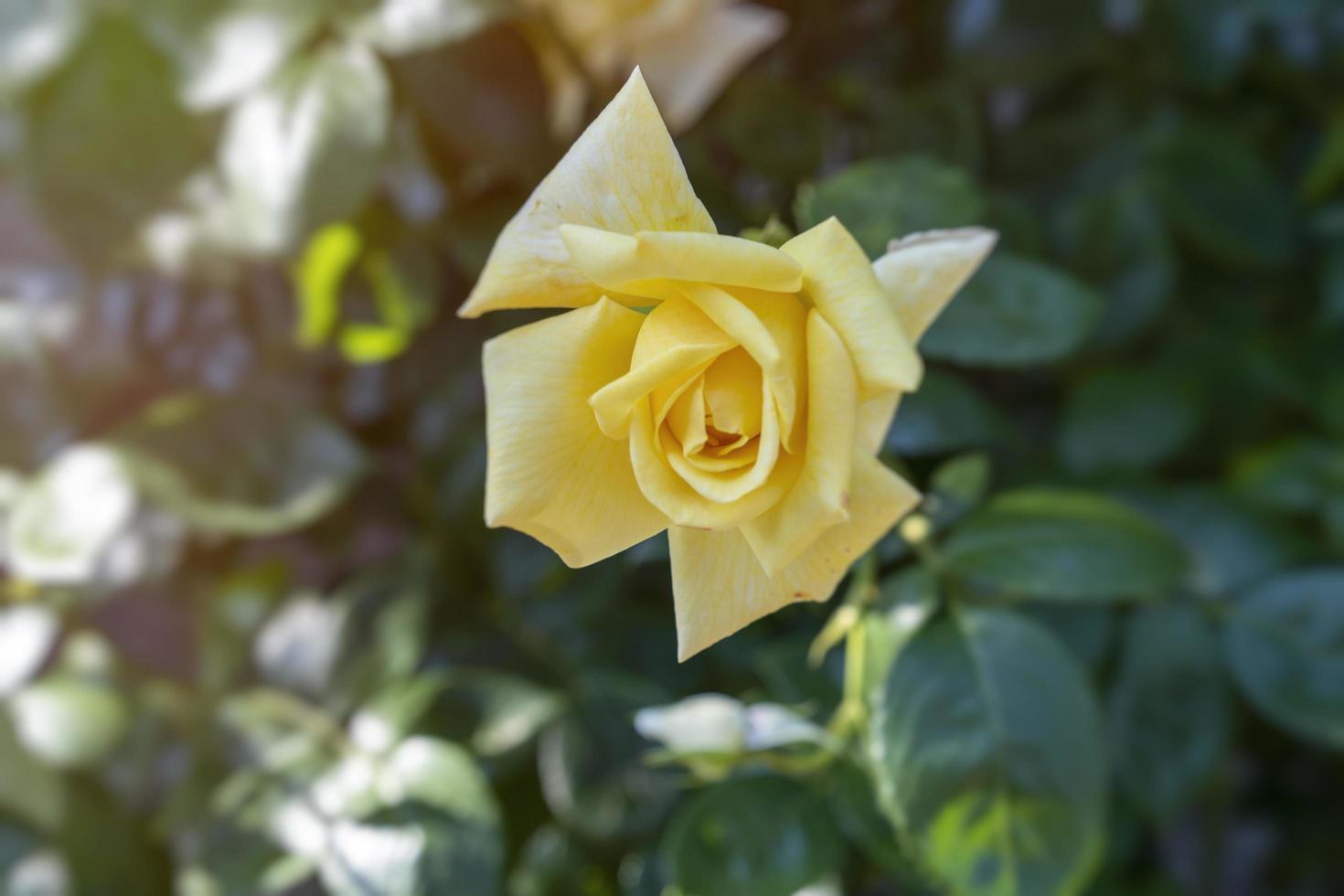 fondo natural con una elegante rosa amarilla foto