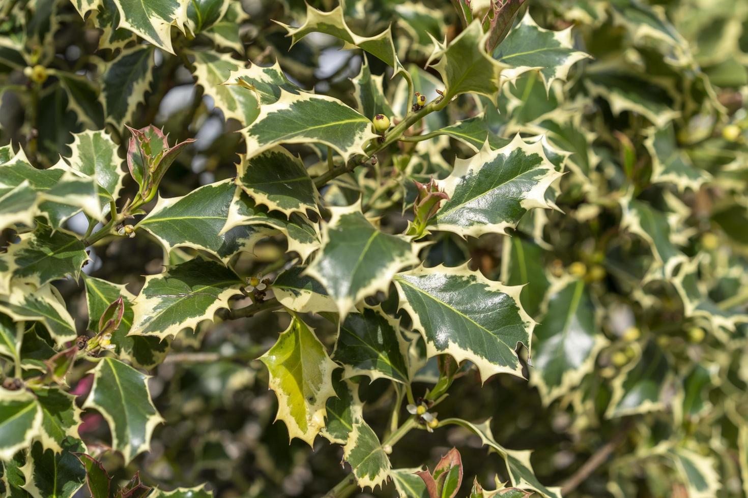 Natural background of holly leaves photo