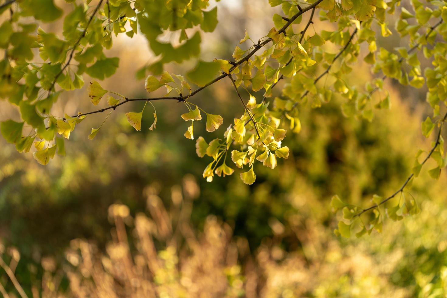 Ginko leaves and branches photo
