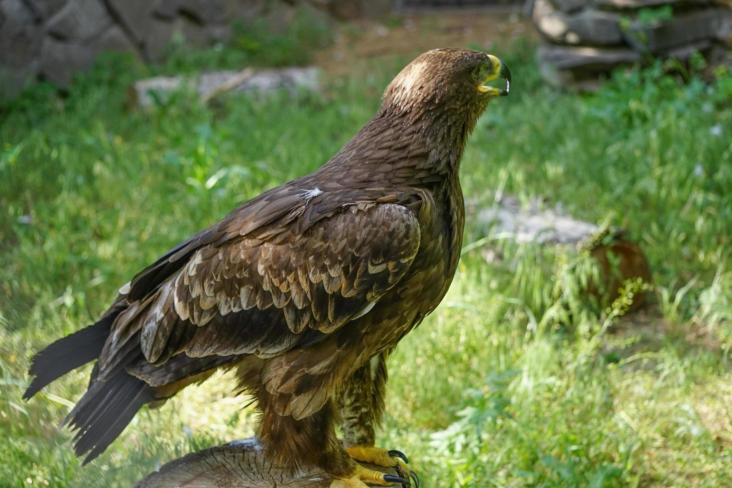 Portrait of a large bird of prey on a natural background photo