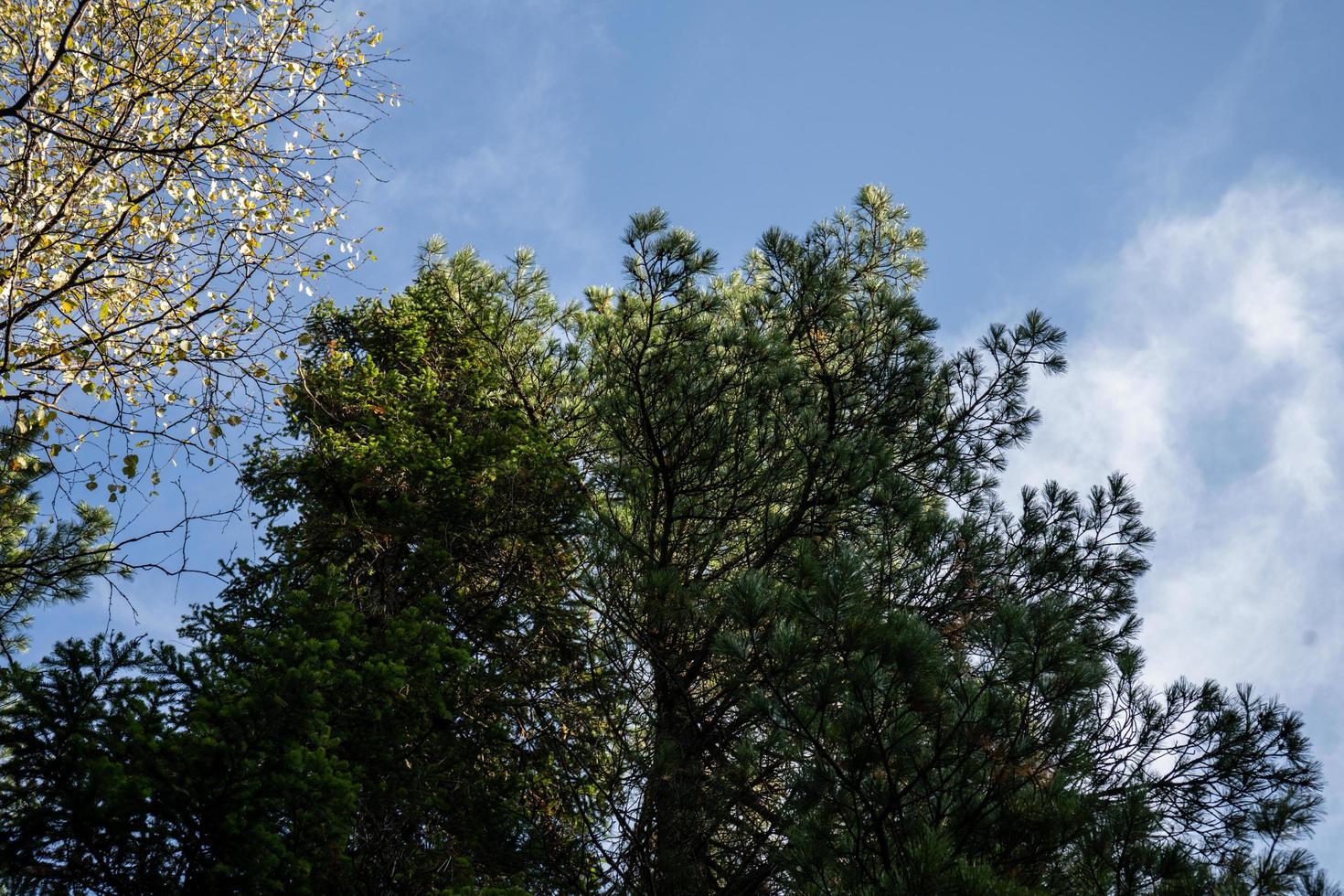 paisaje natural con vistas a los árboles otoñales contra el cielo foto