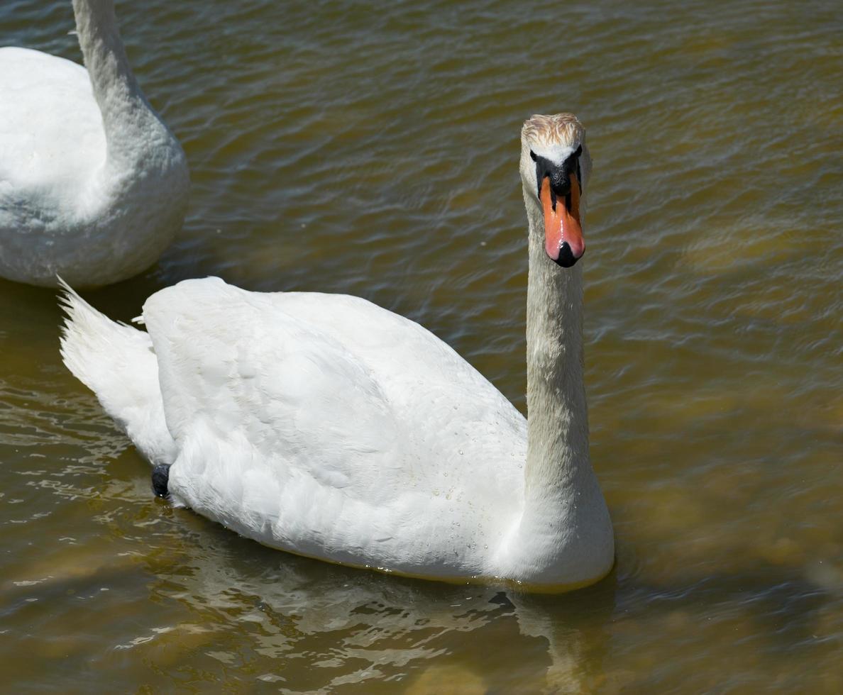 portrait of a white Swan close-up. photo