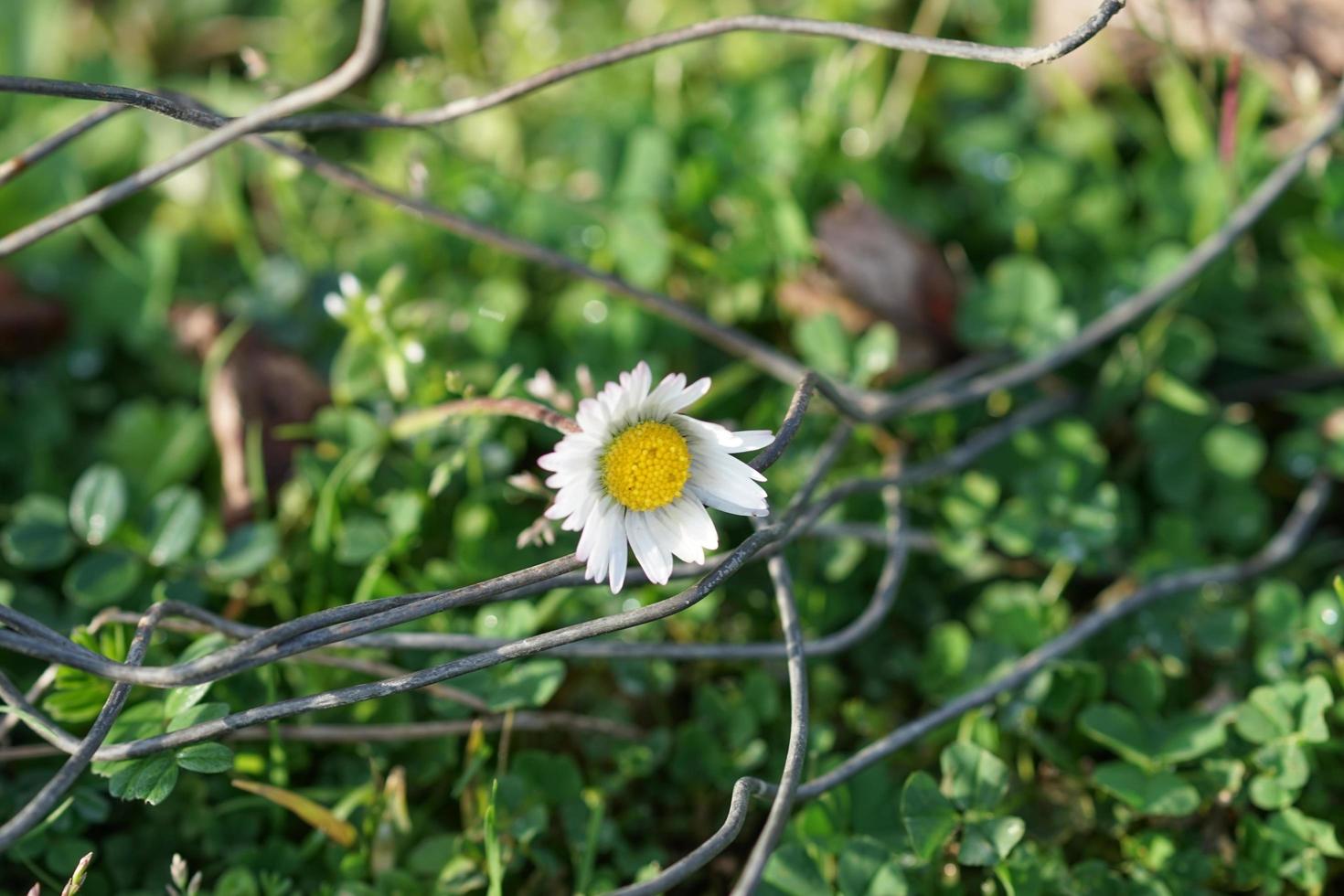 natural background with white Daisy in the green grass photo