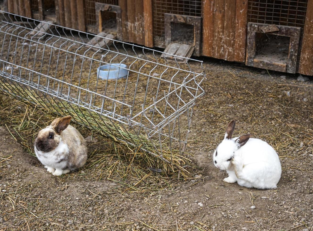 Granja de conejos con conejos mullidos en el fondo de la ropa de cama de paja foto