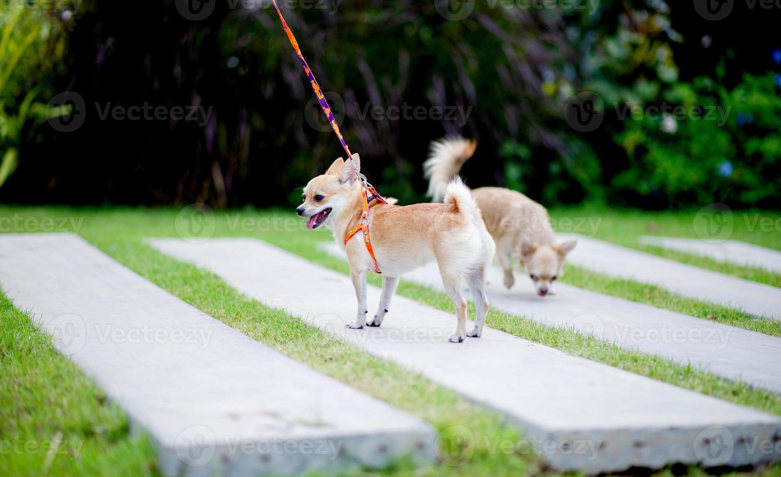 Cute little dog walking in the grass in front of the house. photo