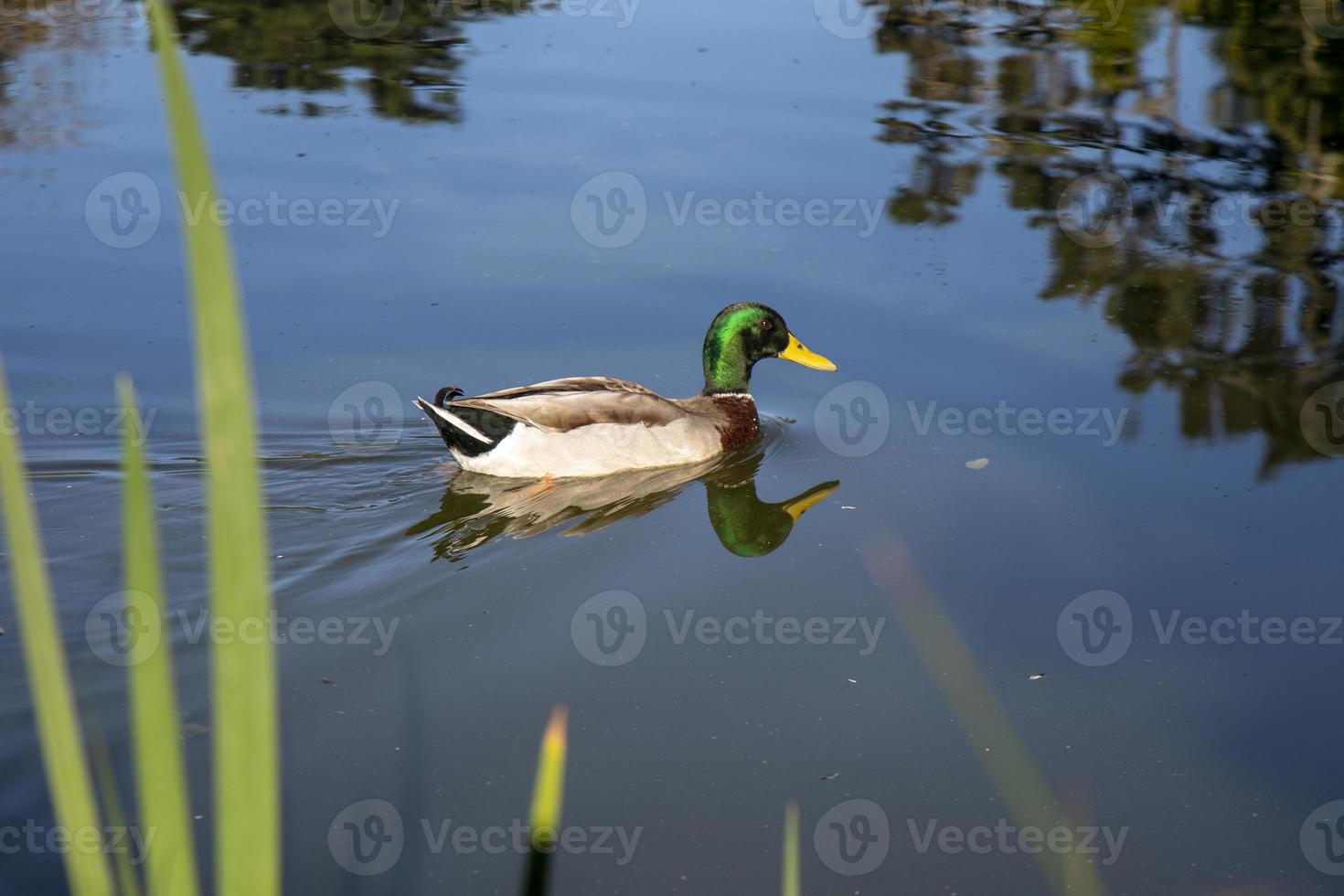 pato en golden park park, san francisco foto