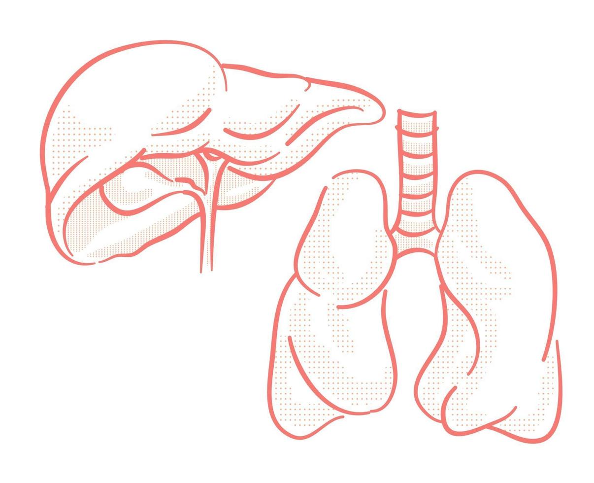 Set of Human organs illustration for design element vector