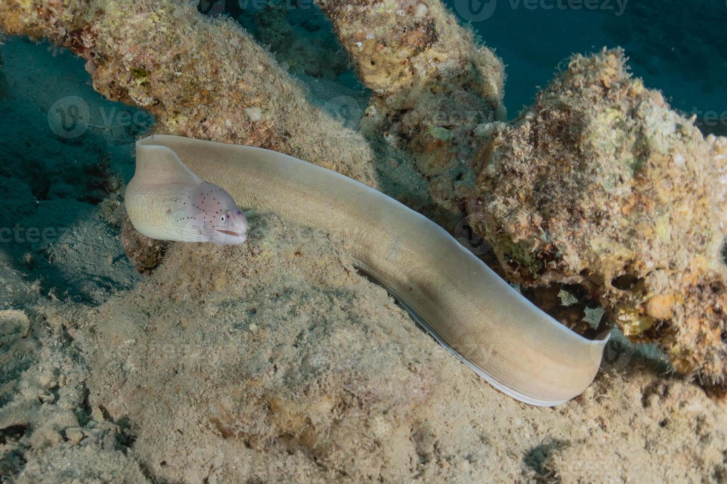 Morena mooray lycodontis undulatus en el mar rojo, eilat israel foto