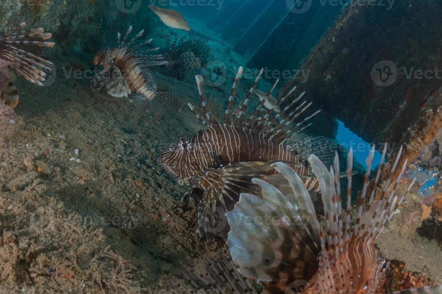 Lionfish in the Red Sea colorful fish, Eilat Israel photo