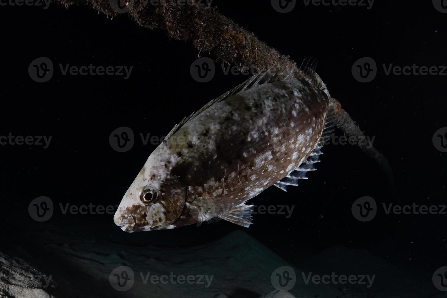 Fish swim in the Red Sea, colorful fish, Eilat Israel photo